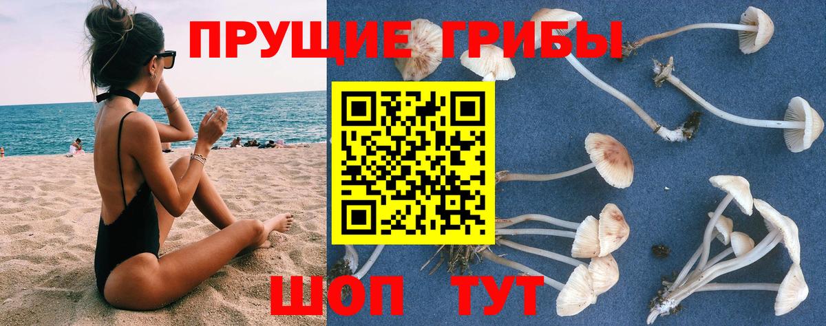 хочу   Вход с VPN  Камень-на-Оби  Псилоцибиновые грибы прущие грибы 