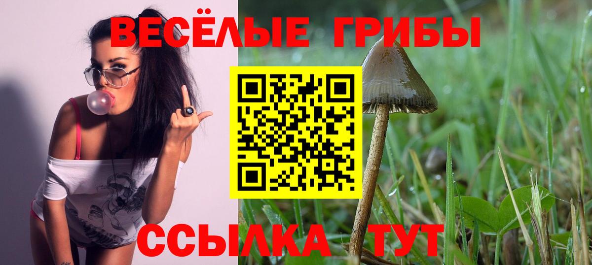 Псилоцибиновые грибы Cubensis Камень-на-Оби